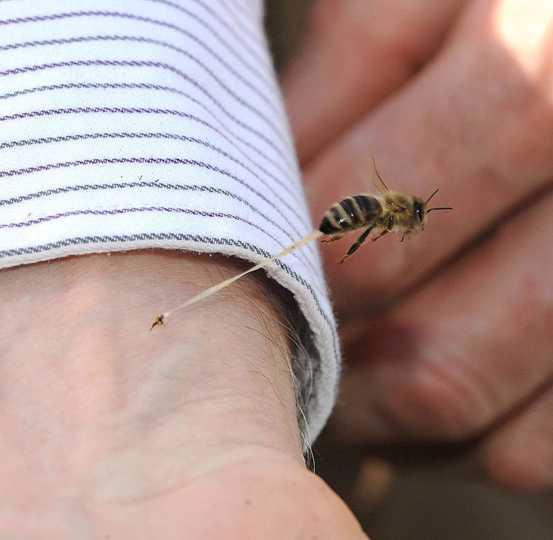 honeybee-death-final-sting-abdominal-tissue-trail-stinger-left