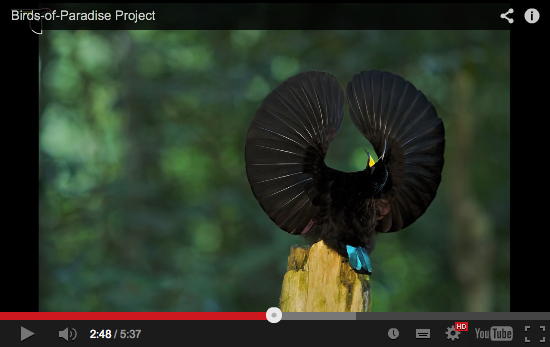 vidéo youtube oiseaux de paradis